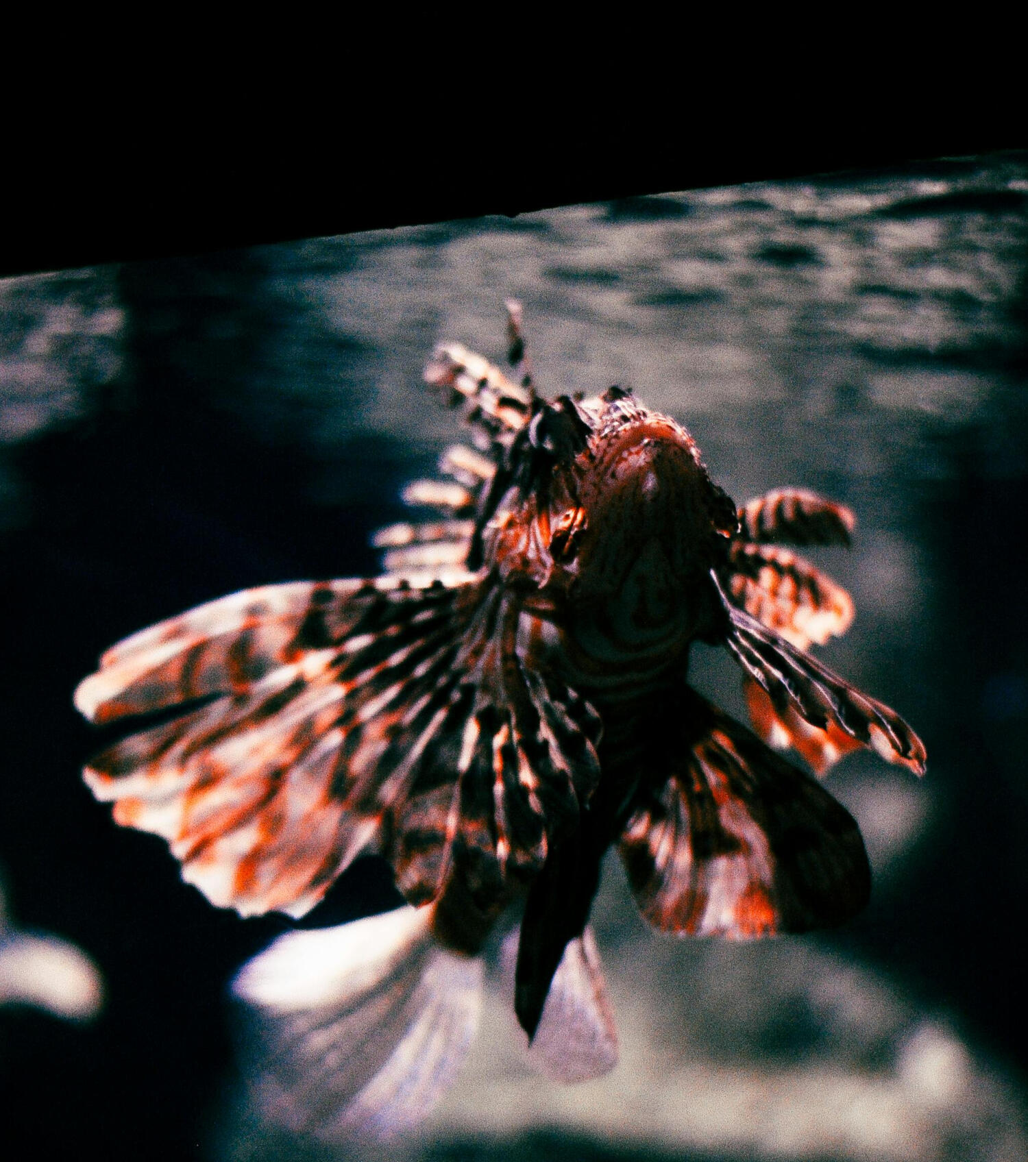 Red Lionfish