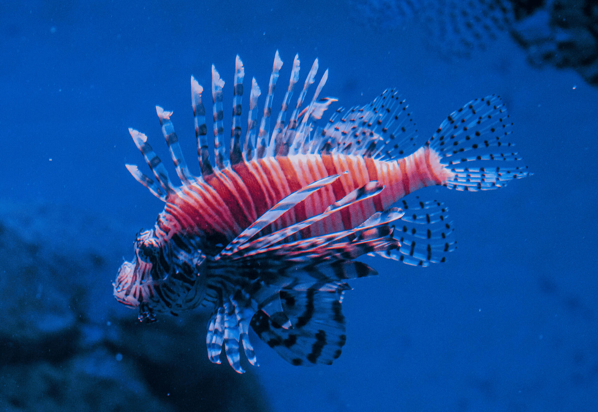 Red Lionfish